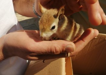 Diyarbakır’dan otobüsle getirtip Kuşadası’nda sincap satan pet shopa ceza