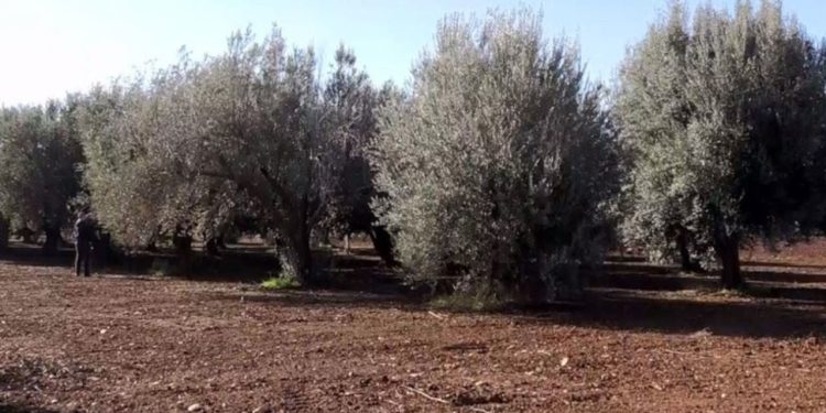 Ekoloji örgütlerinden ‘zeytinlik’ çağrısı: Talanı durduracağız