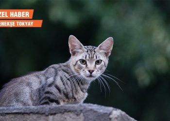 Kedilerde yaygınlaşan FIP hastalığı: Kedi sahipleri çözüm arayışında
