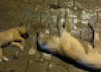 Osmaniye’de sokak köpeklerinin zehirlendiği iddiası: 6-7 tane yavru var