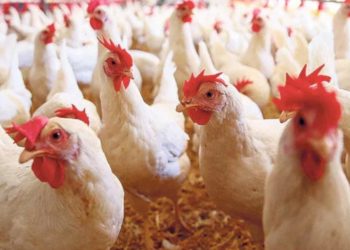 Resmi Gazete’de yayınlandı: Tavuk etinde GDO serbest