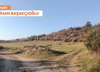 1 milyon zeytin ağacı tehlike altında: Tunç Soyer’e ilettik ama…