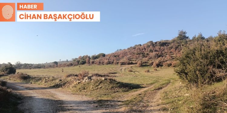1 milyon zeytin ağacı tehlike altında: Tunç Soyer’e ilettik ama…